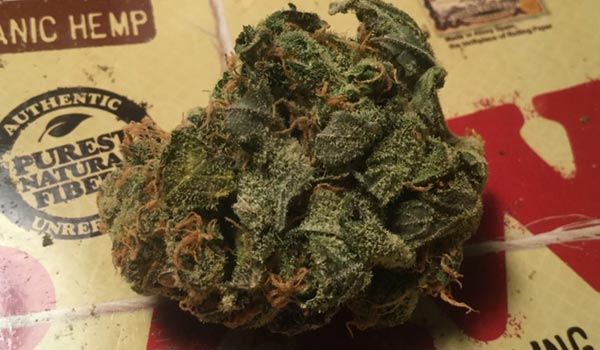 The Ooze Strain Growing