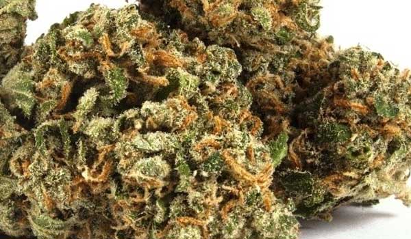 The Ooze Strain Medical