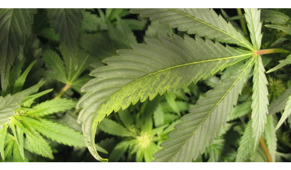 Stop Tobacco Mosaic Virus On Marijuana Plants Now!