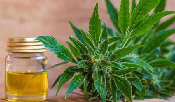 Where to buy CBD oil