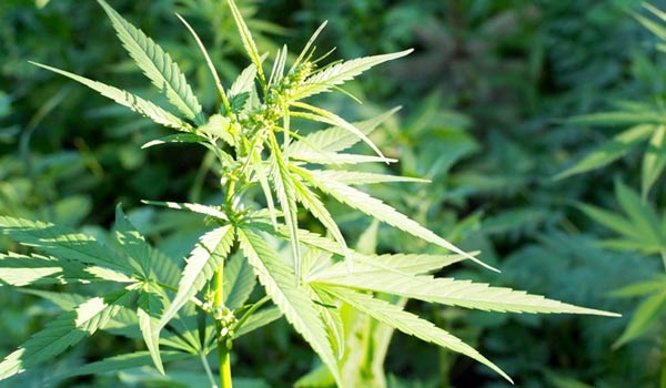 cant grow CBD in Texas