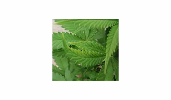 Cure tvm on marijuana
