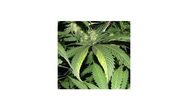 Sign of tobacco mosaic virus on marijuana plants