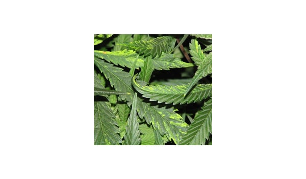 What is the tobacco mosaic virus on marijuana