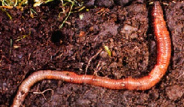 Aerate the Soil