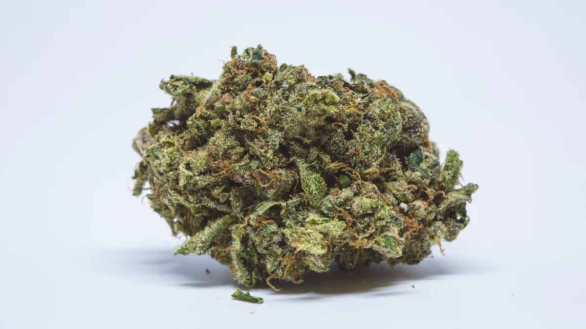 Blueberry Cookies Cannabis Strain Information & Review ILGM