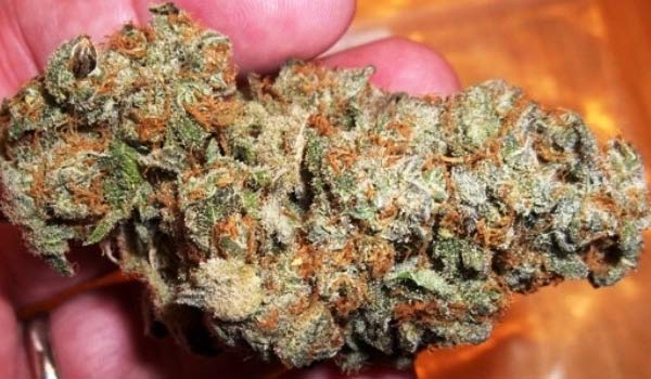 Blueberry Hashplant Strain Effects
