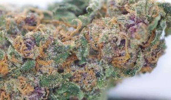 Blueberry Hashplant Strain Growing