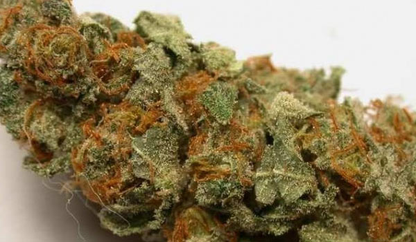 Blueberry Hashplant Strain Medical