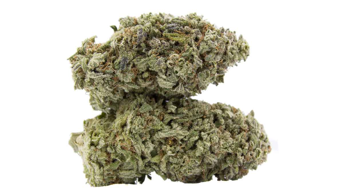 Blueberry Hashplant Strain Review I Love Growing Marijuana