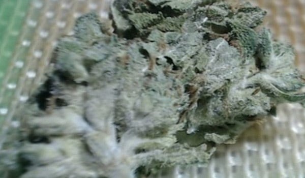 Chem Jong III Strain Growing