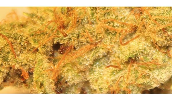 Grapefruit Strain Effects