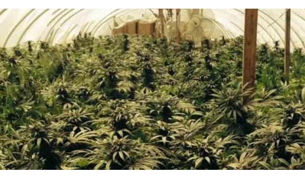 Growing Marijuana California