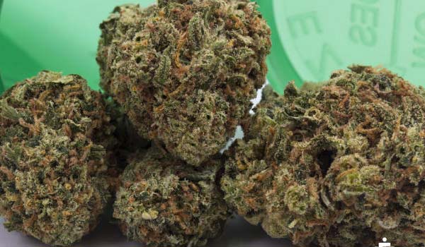 Lemon Haze Strain Effects