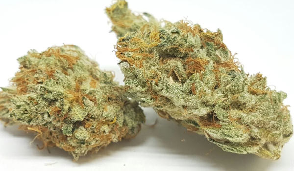 Lemon Haze Strain Medical