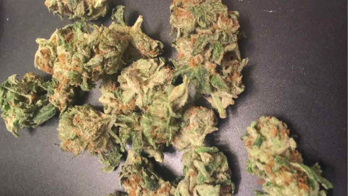 Limon Strain Review I Love Growing Marijuana