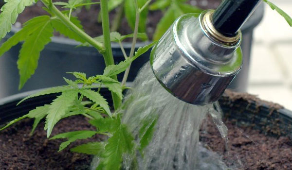 Make the Soil More Absorbent
