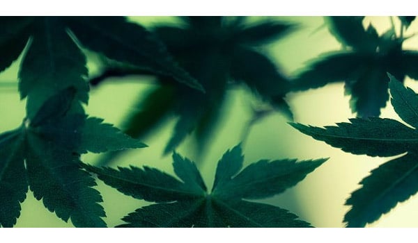 Marijuana Legalization