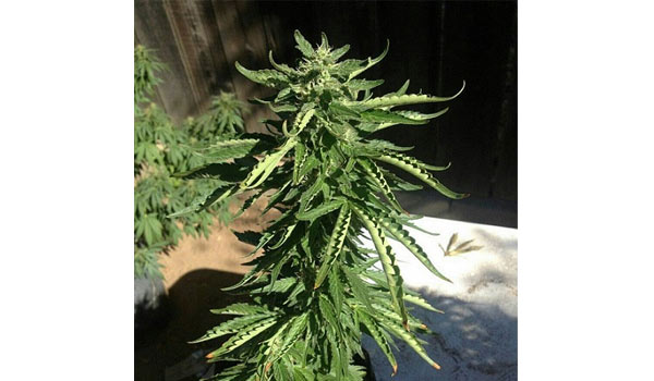 Marijuana heat stress 2