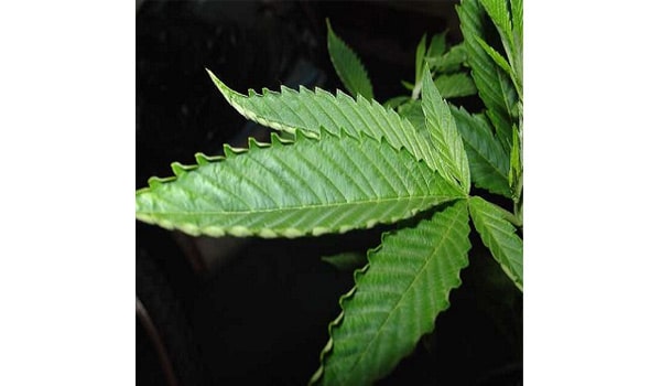 Marijuana symptoms heat stress 2