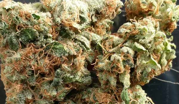 Mother Tongue Strain Effects
