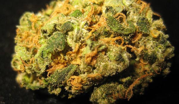 Mother Tongue Strain Medical