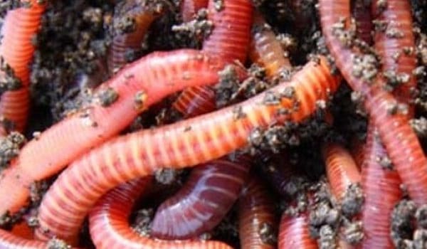 Obtain Earthworms