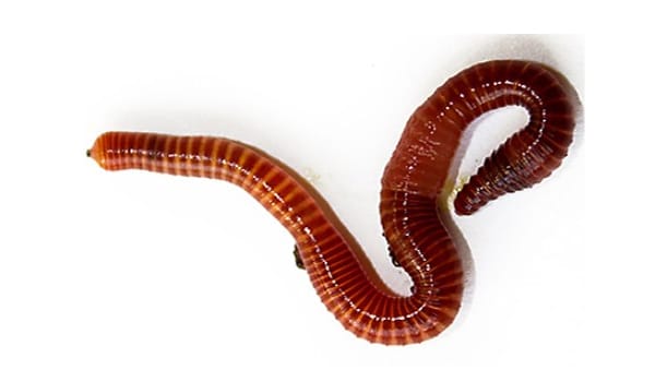 Red Worms