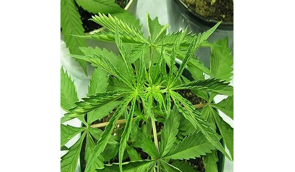 Signs of marijuana heat stress 2