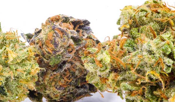 The Blintz Strain Medical