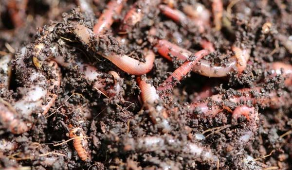 WormCasting in Growing