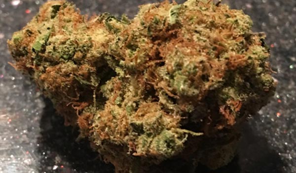 Bob Saget Strain Growing