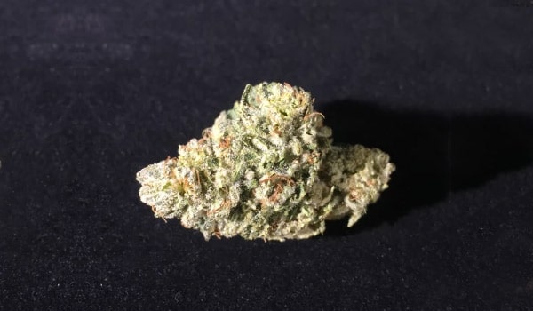 Bob Saget Strain Medical