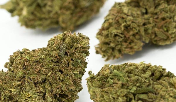 Cheese Strain Effects