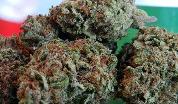 Cheese Strain Growing