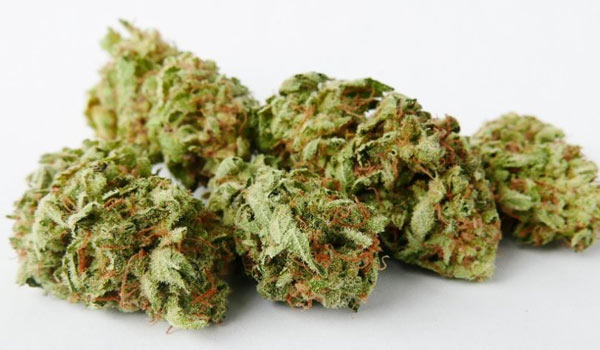 Cheese Strain Medical