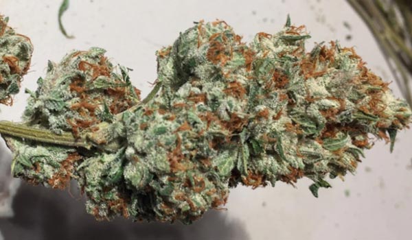 Don Shula Strain Effects