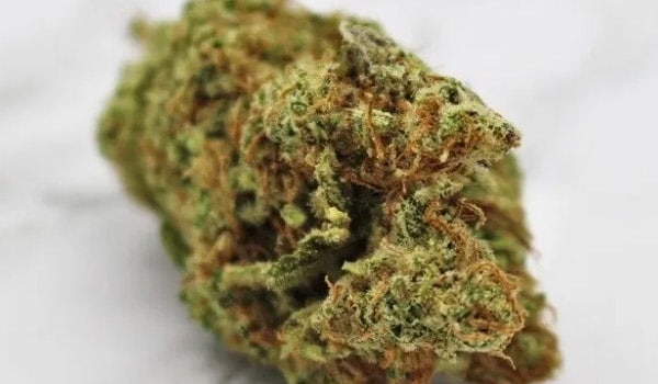 Don Shula Strain Growing