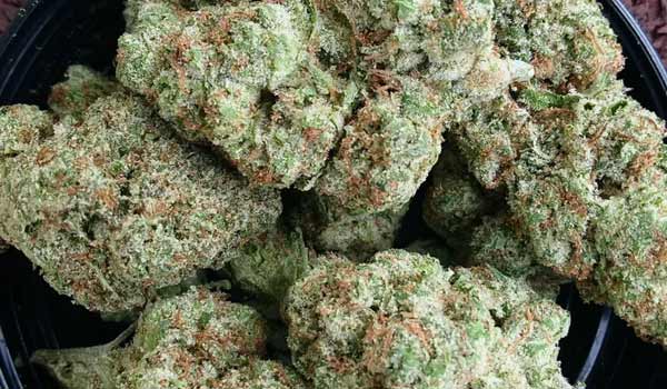 Don Shula Strain Medical
