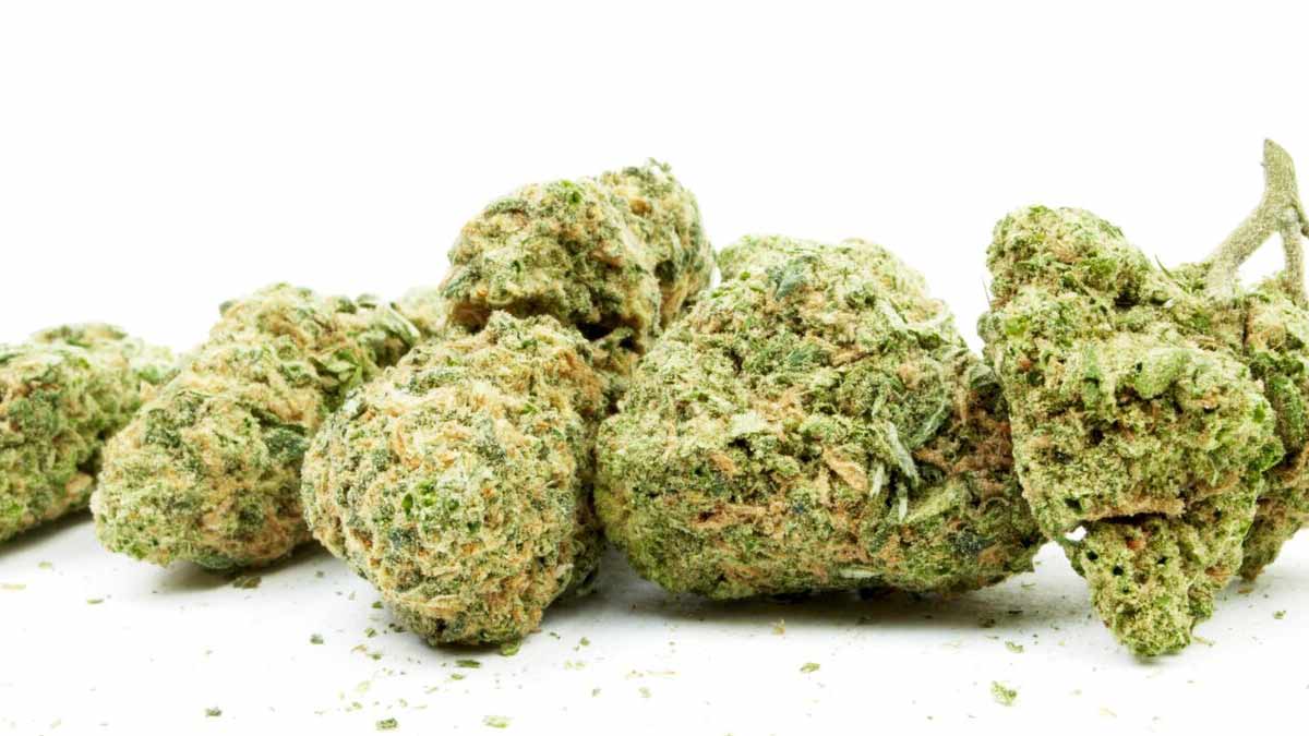 Hibiscus Sunrise Strain Review - I Love Growing Marijuana