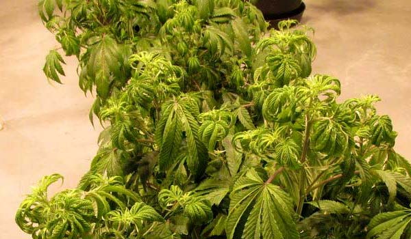 How to stop overwatering