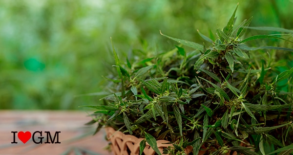 Growing Marijuana