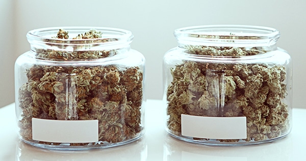 Marijuana Storing in a jar
