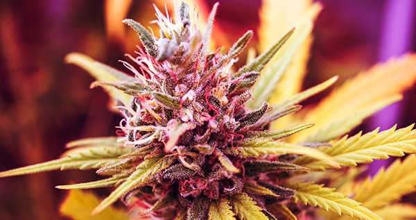 Growing Cannabis