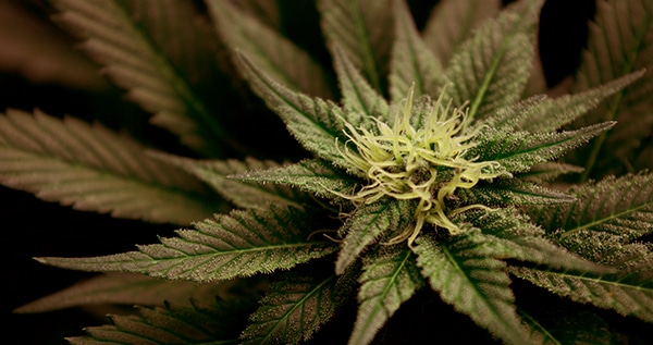 DIY Grow Tent: How to Build the Best Grow Tent