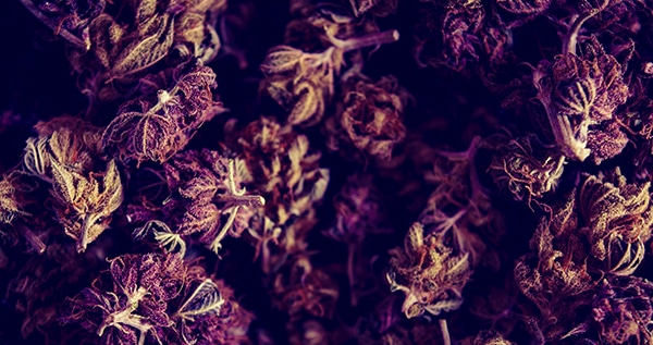 Growing Cannabis