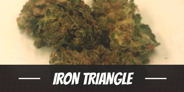 Iron Triangle Strain