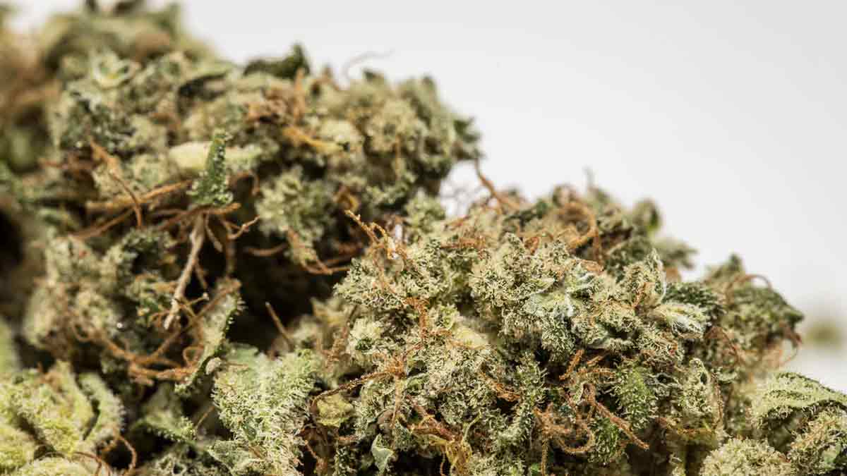 Jack Herer Cannabis Strain Information Review Ilgm