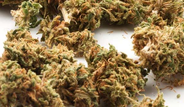 Kiss Strain Growing
