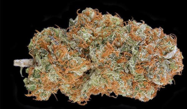 Krishna Kush Strain Growing